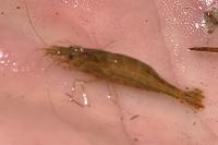 Atyaephyra desmarestii