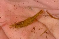 Atyaephyra desmarestii