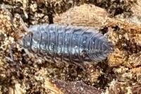 Oniscus asellus