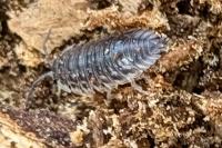 Oniscus asellus