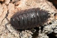 Porcellio scaber