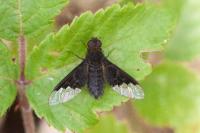Hemipenthes morio
