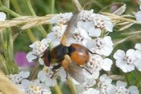 Gymnosoma