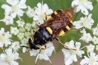 Stratiomys potamida