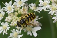 Myathropa florea
