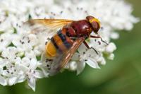 Volucella zonaria