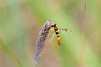 Sphaerophoria scripta