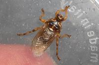 Hippobosca equina