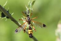 Ctenophora festiva
