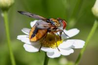 Ectophasia crassipennis