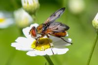 Ectophasia crassipennis