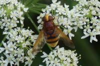Volucella zonaria