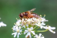 Eristalis pertinax