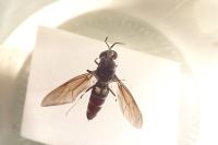 Hermetia illucens