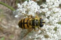 Myathropa florea