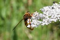 Milesia crabroniformis