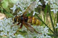 Milesia crabroniformis