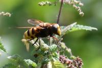 Volucella inanis