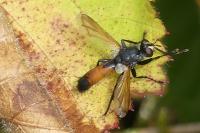 Cylindromyia bicolor