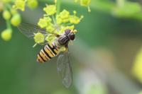 Episyrphus balteatus