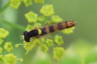 Sphaerophoria scripta