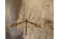 Tipula maxima
