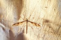 Tipula maxima