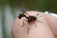 Physocephala vittata