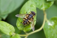 Myathropa florea