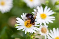 Tachina grossa