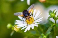 Tachina grossa
