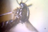 Stegomyia albopicta