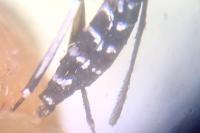 Stegomyia albopicta