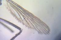 Stegomyia albopicta