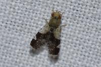 Tephritis formosa