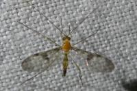 Macrocera