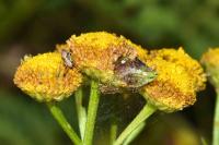 Rhopalomyia tanaceticola