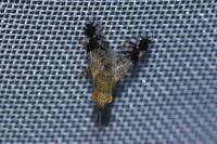 Tephritis divisa