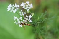 Sphaerophoria scripta