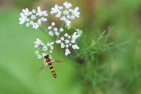 Sphaerophoria scripta