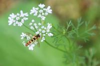 Sphaerophoria scripta