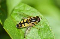 Helophilus trivittatus