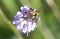 Tachina fera