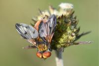 Ectophasia crassipennis