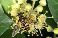 Myathropa florea