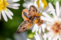 Ectophasia crassipennis