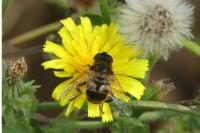 Eristalis tenax