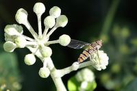 Episyrphus balteatus