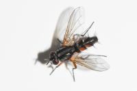 Mintho rufiventris
