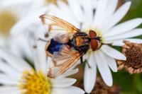 Phasia aurigera